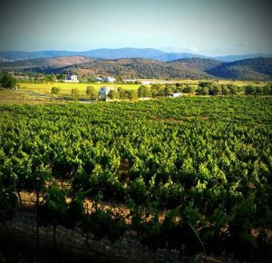 Karnas Vineyard
